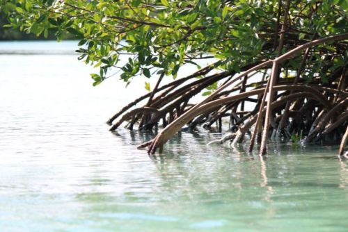 Bareboatzeilen Caraiben Cuba - Mangrovebos